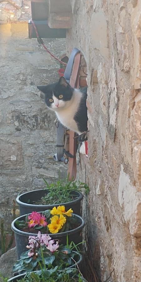 Magrignano tra animali e natura Montieri Esterno foto