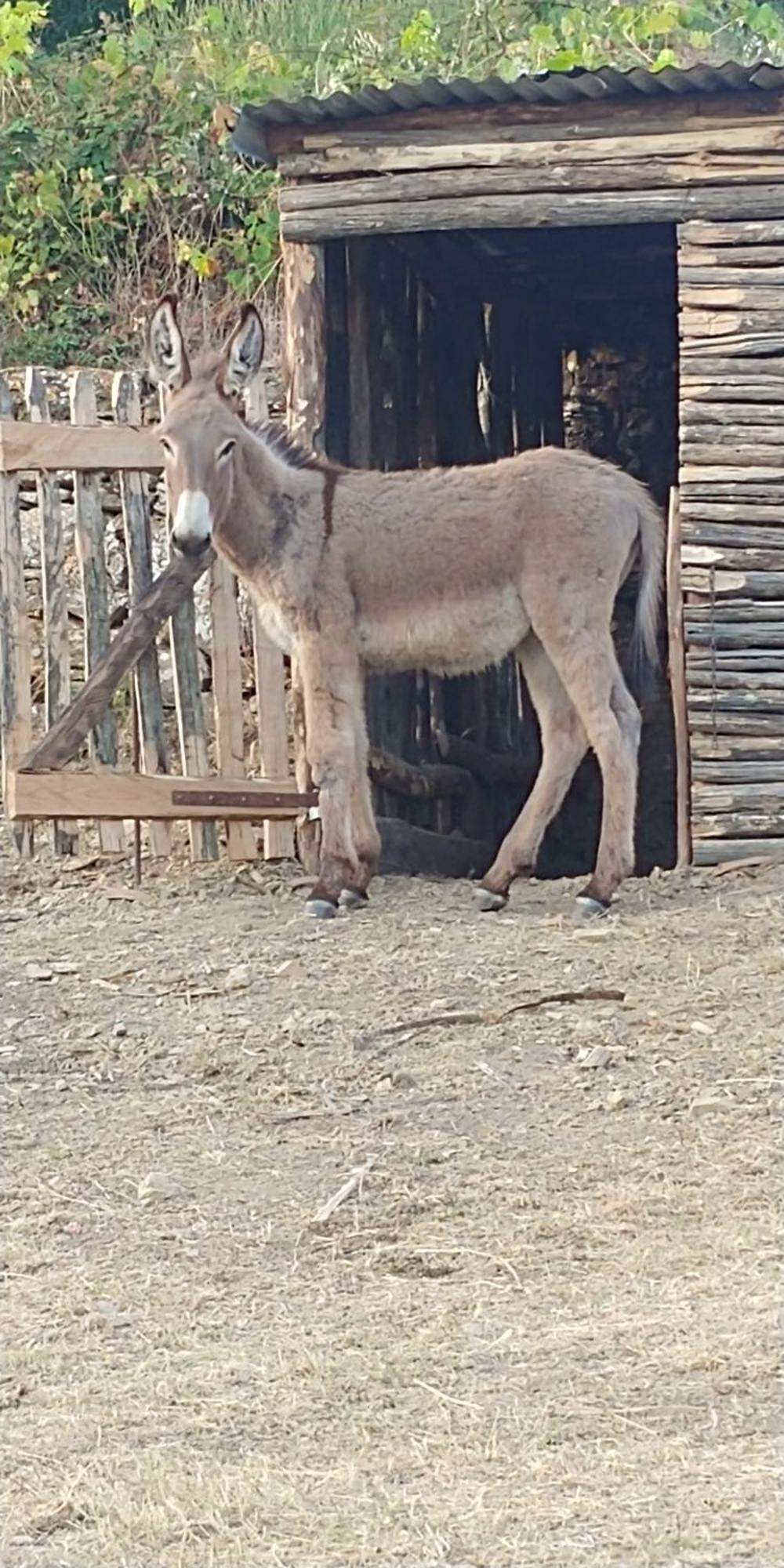 Magrignano tra animali e natura Montieri Esterno foto